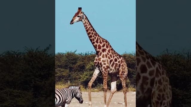 Zebra and giraffe #wildlife #africa #intothewild Zebra and giraffe #wildlife #africa #intothewild