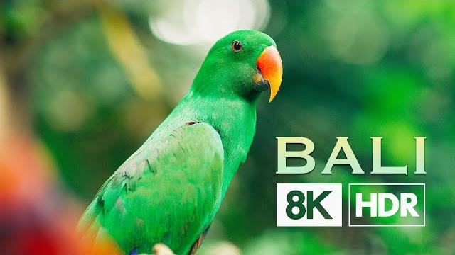Bali | real 8k hdr Bali | real 8k hdr