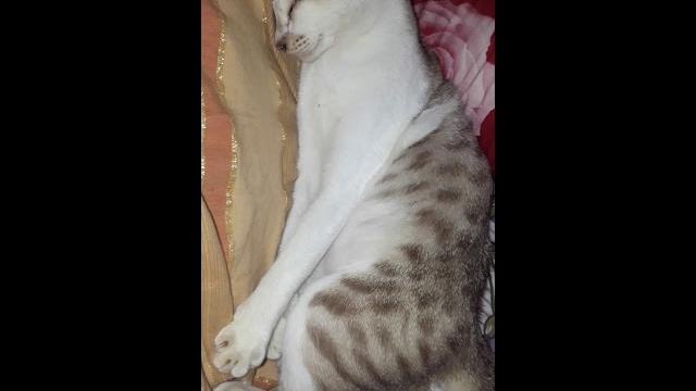 Memek bobok pasrah Memek bobok pasrah