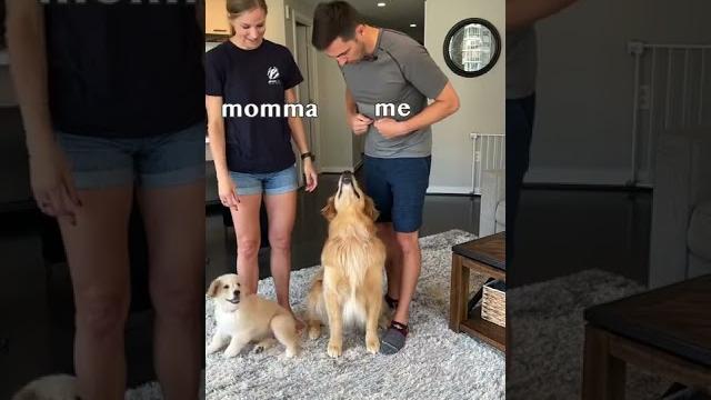 Dog favorite parent challenge! #goldenretriever #dog Dog favorite parent challenge! #goldenretriever #dog