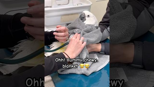 The time my sweet cockatoo turned into a angry dinosaur #cockatoo #parrot #reaction #funny The time my sweet cockatoo turned into a angry dinosaur #cockatoo #parrot #reaction #funny