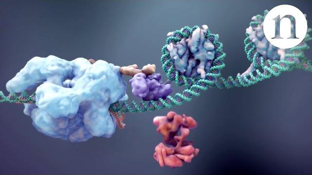 Crispr: gene editing and beyond Crispr: gene editing and beyond