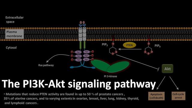 Pi3k akt signaling pathway Pi3k akt signaling pathway