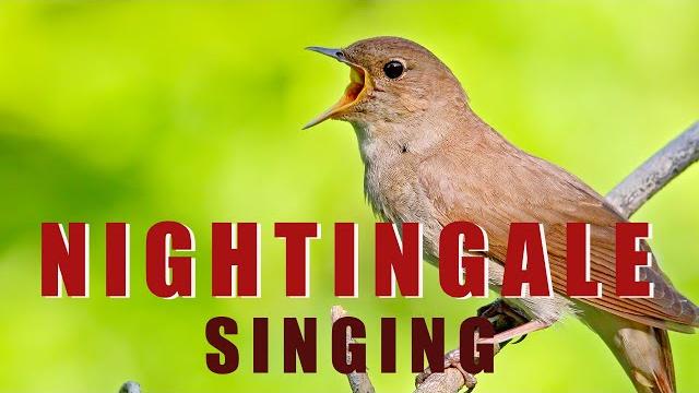 Singing nightingale - the best bird song Singing nightingale - the best bird song