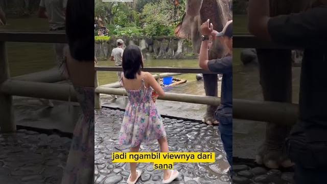Melati ex jkt48 kasih makan gajah wkwk Melati ex jkt48 kasih makan gajah wkwk