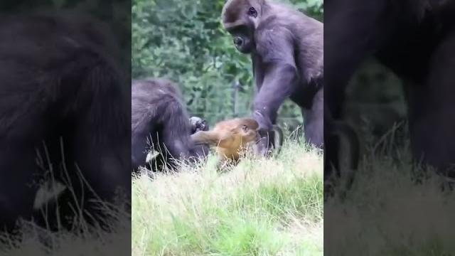 Monkey vs gorilla Monkey vs gorilla