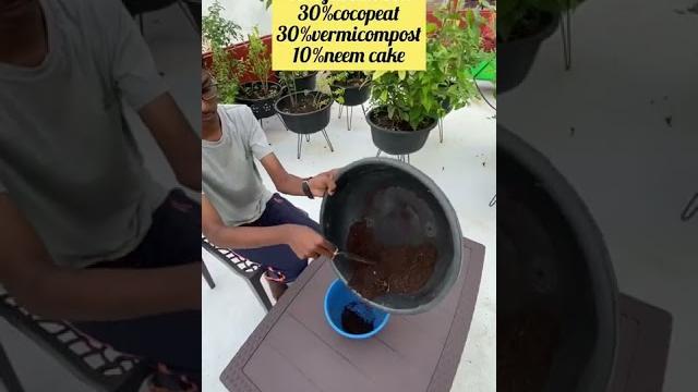 How to grow turtle vine plant from cuttings 🪴. How to grow turtle vine plant from cuttings 🪴.