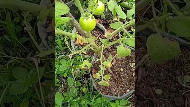 #plants tomat hasil mamak #plants tomat hasil mamak
