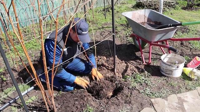 Как сажать ( пересаживать) малину Как сажать ( пересаживать) малину