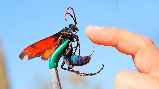 10 самых опасных насекомых в мире 10 самых опасных насекомых в мире