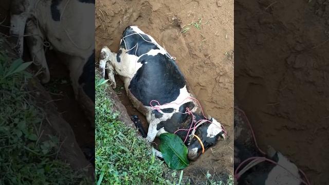 Sapi dikubur | akibat terdampak virus pmk | penyakit mulut dan kuku Sapi dikubur | akibat terdampak virus pmk | penyakit mulut dan kuku