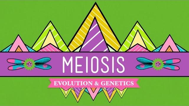 Meiosis: where the sex starts - crash course biology #13 Meiosis: where the sex starts - crash course biology #13