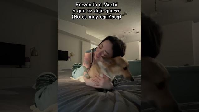 Mochi la corgi ️🫶 #summeronshorts Mochi la corgi ️🫶 #summeronshorts