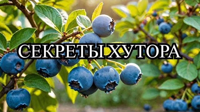 5 причин почему черничный хутор лучший 5 причин почему черничный хутор лучший