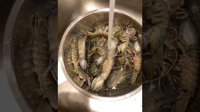 Mantis shrimp(皮皮虾) Mantis shrimp(皮皮虾)