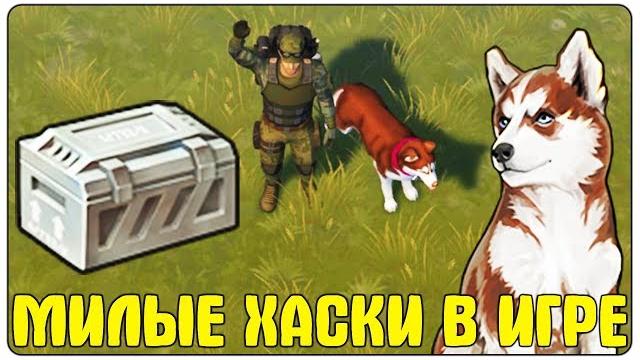 Купил элитного щенка хаски! открыл крутые наборы второго года - last day on earth: survival Купил элитного щенка хаски! открыл крутые наборы второго года - last day on earth: survival