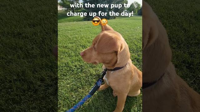 Morning walks with our new puppy really helps set a positive mindset for the day! ️ #happypuppy Morning walks with our new puppy really helps set a positive mindset for the day! ️ #happypuppy
