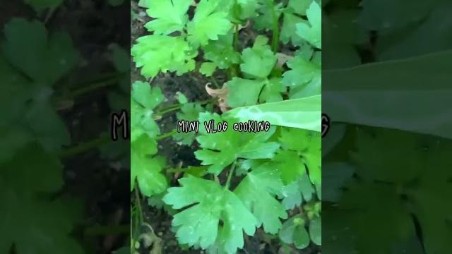 Mini vlog 2 - cooking #вкусно #еда #кухня #рецепты #xcho #music #cooking #food #minivlog #blog Mini vlog 2 - cooking #вкусно #еда #кухня #рецепты #xcho #music #cooking #food #minivlog #blog