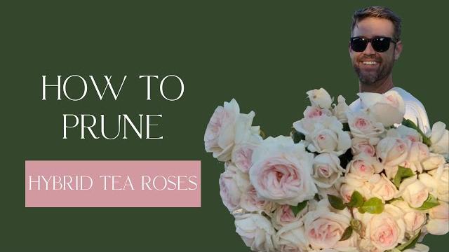 How to prune a hybrid tea rose How to prune a hybrid tea rose
