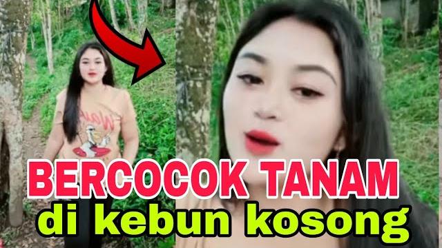 Bercocok tanam di kebun live bigo Bercocok tanam di kebun live bigo