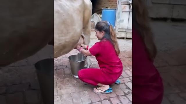 Gay ka dudh Gay ka dudh
