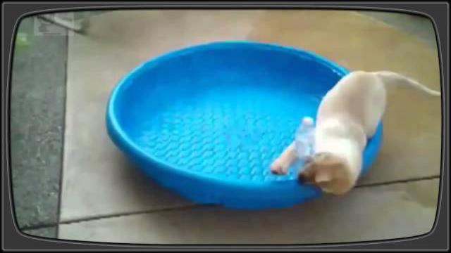 Приколы про собак видео, смешные собаки Приколы про собак видео, смешные собаки