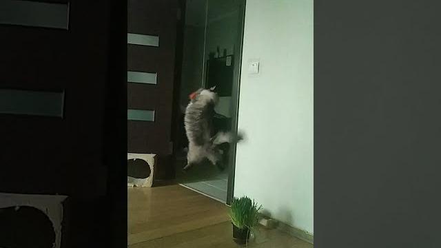 Кот/ невская маскарадная Кот/ невская маскарадная