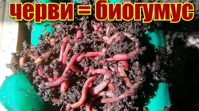 Как отделить червя старателя от биогумуса/ корм для червей/#vermicompost #обретениезеленогопальца Как отделить червя старателя от биогумуса/ корм для червей/#vermicompost #обретениезеленогопальца