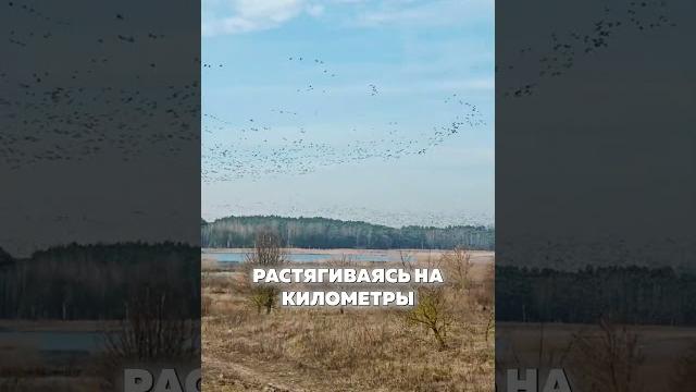 Будет ли гусь весной 2025?? ответ на самый волнующий вопрос от риканв #весенняяохота #гусь #охота Будет ли гусь весной 2025?? ответ на самый волнующий вопрос от риканв #весенняяохота #гусь #охота