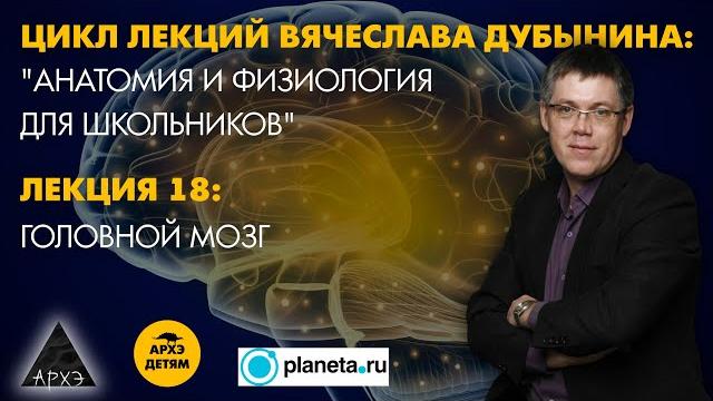 Вячеслав дубынин: "головной мозг" (лекция 18) Вячеслав дубынин: "головной мозг" (лекция 18)