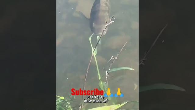 Rumput bisa bwt umpan ikan mujair#shorts Rumput bisa bwt umpan ikan mujair#shorts