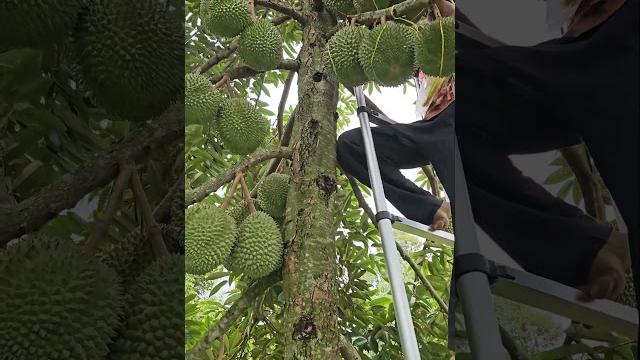Durian duri hitam perkiraan buat panen nataru Durian duri hitam perkiraan buat panen nataru