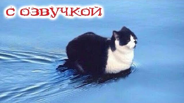 Funny animal videos 2023 - funniest dogs and cats videos #140 Funny animal videos 2023 - funniest dogs and cats videos #140
