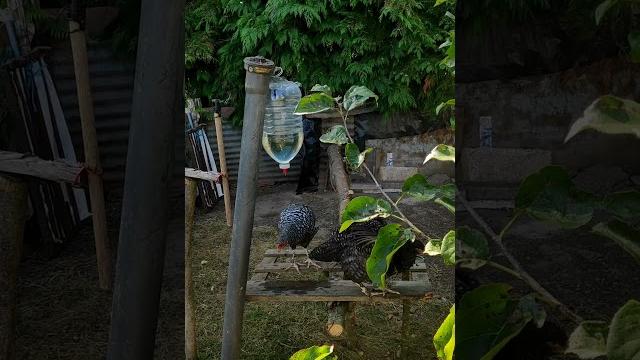 Water nipple drippers for chickens Water nipple drippers for chickens