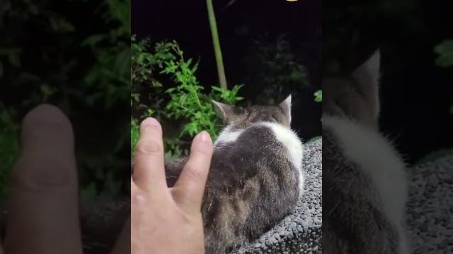 在路邊發現小野貓;浪浪貓很可愛要不要收編呢?【小果苗】i found a small wild cat on the side of the road; cat is very cute 在路邊發現小野貓;浪浪貓很可愛要不要收編呢?【小果苗】i found a small wild cat on the side of the road; cat is very cute