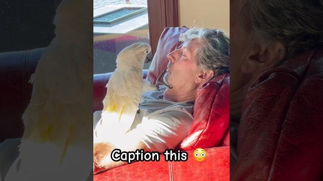 Watch my cockatoo check on her sleeping dad part 2 #cockatoo #parrot #reaction #dadlife #funny Watch my cockatoo check on her sleeping dad part 2 #cockatoo #parrot #reaction #dadlife #funny