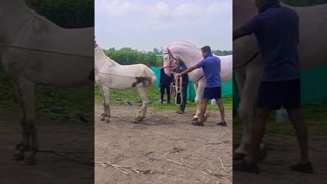 Beast 68 inch stallion #shorts #horse #breeding #horsevideo #horselover #horses #2022 #youtubeshorts Beast 68 inch stallion #shorts #horse #breeding #horsevideo #horselover #horses #2022 #youtubeshorts