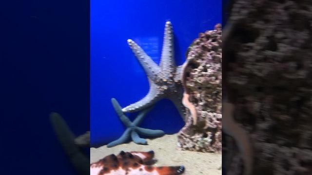 Sao biển cũng biết tạo dáng model #sea #starfish Sao biển cũng biết tạo dáng model #sea #starfish
