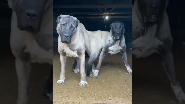 Kangal köpeği çiftleşmesi bilmem mi Kangal köpeği çiftleşmesi bilmem mi