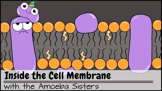 Inside the cell membrane Inside the cell membrane