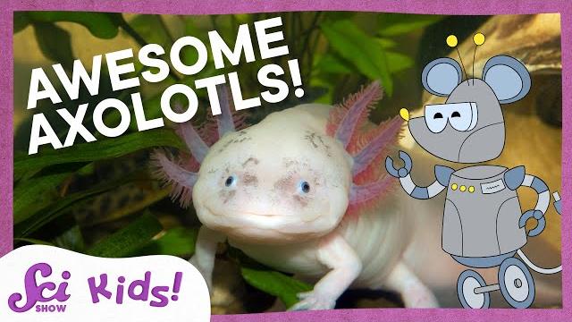 A lot about axolotls! | scishow kids A lot about axolotls! | scishow kids