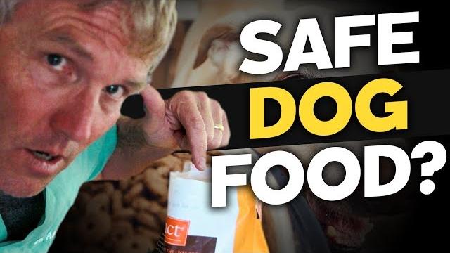 10 dog foods not linked to canine heart disease 10 dog foods not linked to canine heart disease