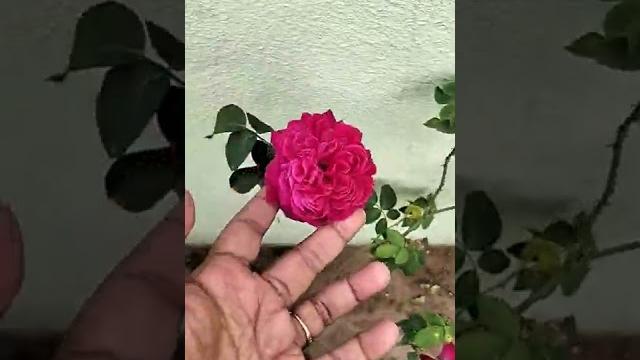 Desi rose plant Desi rose plant