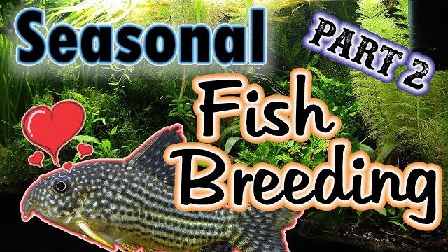 How to create the four seasons in your natural aquarium - practical fish breeding guide #fishbreeder How to create the four seasons in your natural aquarium - practical fish breeding guide #fishbreeder