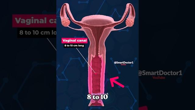 How long is the vaginal canal? ️ How long is the vaginal canal? ️