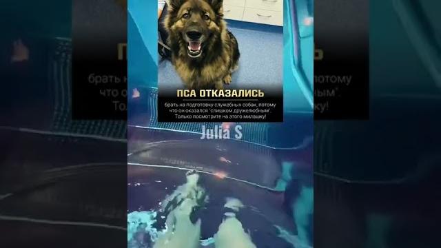 А ты знал, что… #shorts А ты знал, что… #shorts