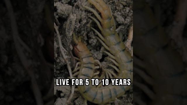 Centipede – the fearsome predator of nature #knowledge #education #short #insects #facts #didyouknow Centipede – the fearsome predator of nature #knowledge #education #short #insects #facts #didyouknow