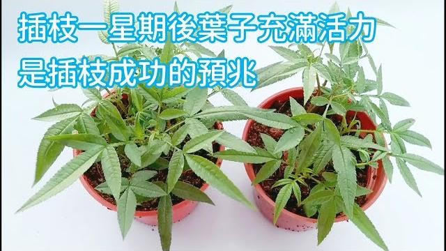 【插枝繁殖示範】以芳香萬壽菊為例 【插枝繁殖示範】以芳香萬壽菊為例