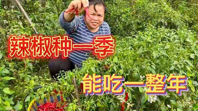 农村很多菜种一季管一年,看看梁嫂今天收了啥,又是怎样保存的。 农村很多菜种一季管一年,看看梁嫂今天收了啥,又是怎样保存的。