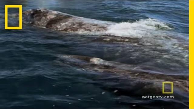 Killer whales vs. gray whales | national geographic Killer whales vs. gray whales | national geographic